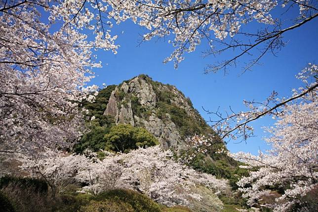 日本佐賀御船山樂園每年春天都會舉行花祭，3月中旬開始賞櫻，4月中開始賞杜鵑花及紫藤花。