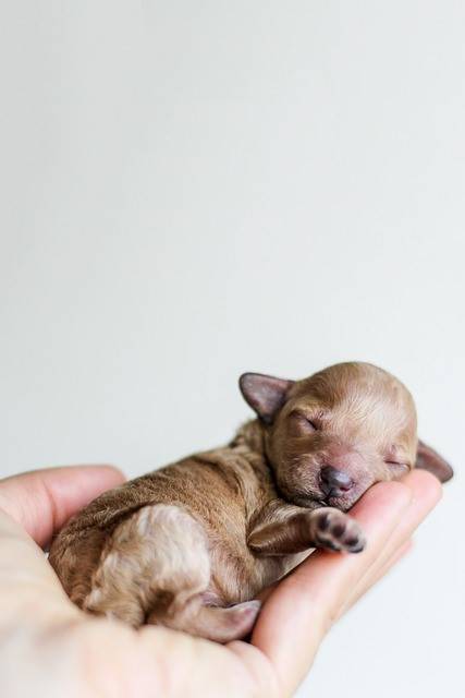 飼主可以經常性的撫摸幼犬，帶給牠們溫暖與安全感，建立彼此之間的情感聯繫 (示意圖/Pixabay)