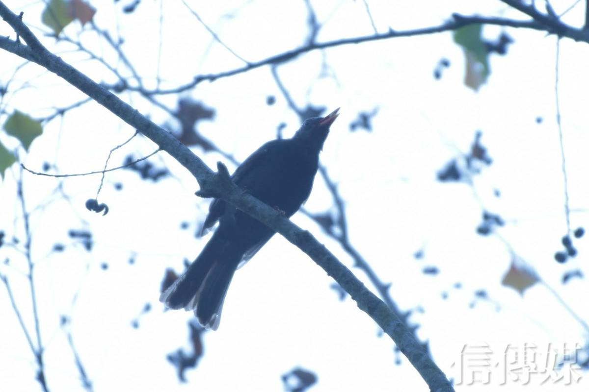 大雪節氣流感大爆發...別只靠疫苗！中醫3招退燒、補氣、抗病毒一次搞定 | 信傳媒 | LINE TODAY