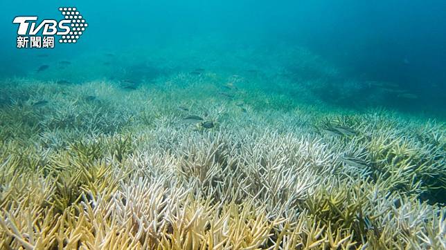 全球珊瑚礁再次遭受白化危機。（圖／達志影像美聯社）