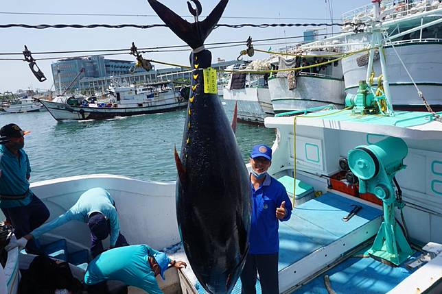 去年屏縣琉球籍「榮漁滿號」漁船捕獲的第一鮪，是屏縣史上排名第三早的第一鮪。（記者鄭伯勝攝）