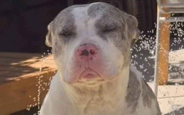 在幹嘛？比特犬遇水「石化」　網友笑翻：像是現在的歐洲人