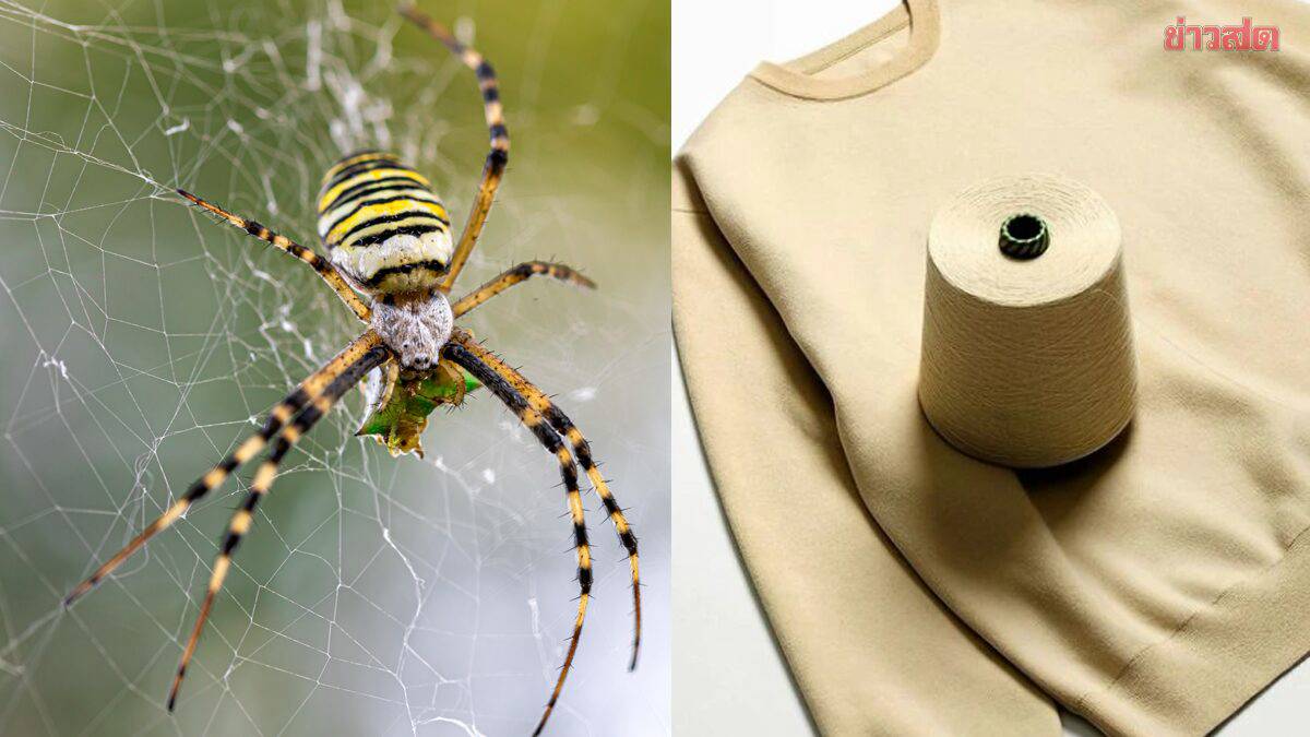 Réussi! Les chercheurs japonais simulent les fibres d’araignée synthétiques deviennent un tissu du futur | khaosod