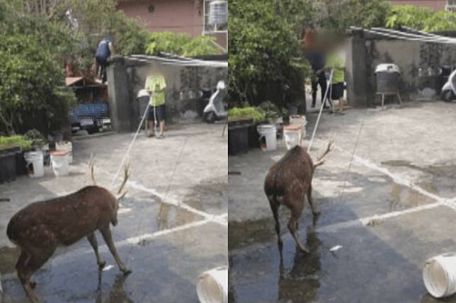 民眾家中有梅花鹿闖入，通報後有人員到場捕抓，過程中鹿隻死亡，讓民眾很愧疚。（翻攝自臉書「龍井之鄉」）