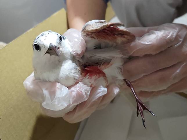 燕鷗的左翅與下腹受傷。圖片來源︰台灣野生鳥類緊急救助平台提供