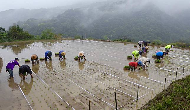 山坡上的經典賽》貢寮水梯田插秧大賽開鑼！老農帥氣領先，二代接棒百年手耕農藝