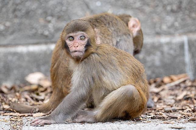 八成半郊野動物的糞便樣本當中含有微塑膠，綠色和平促政府盡快落實次階段即棄膠管制。(資料圖片)