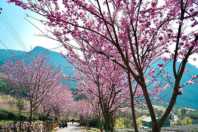 阿里山賞櫻之旅 日夜美景美食民宿慢旅行