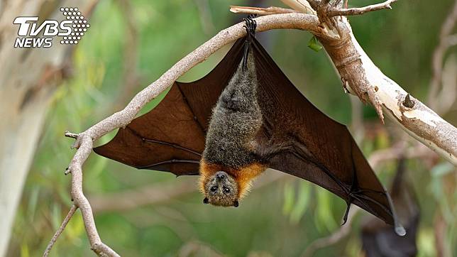 先前有科學家認為，新冠病毒的流行恐和蝙蝠有關。(示意圖／TVBS)