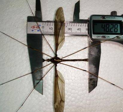 巨大蚊展翅可達11公分長。(圖擷自《中新網》)