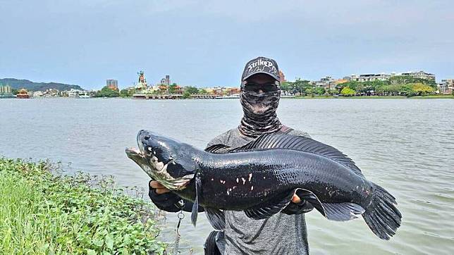 林先生釣獲長80公分、重6.17公斤的魚虎，堪稱蓮池潭「罕見」。(方姓釣友提供)