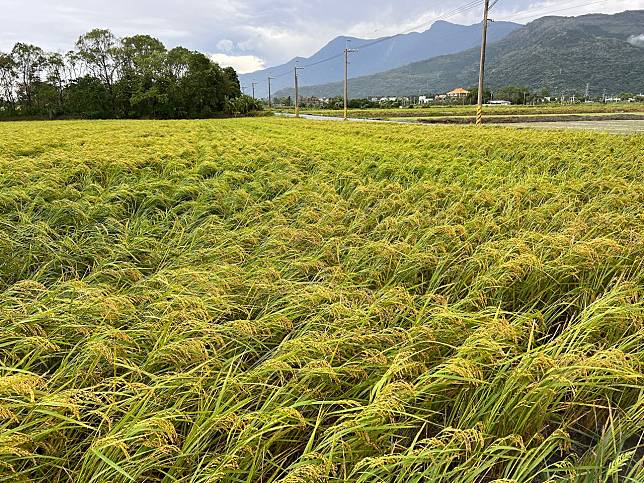 康芮颱風1101》花東好米受災慘重，粗估3000公頃受損，搶收掀起收割機大戰