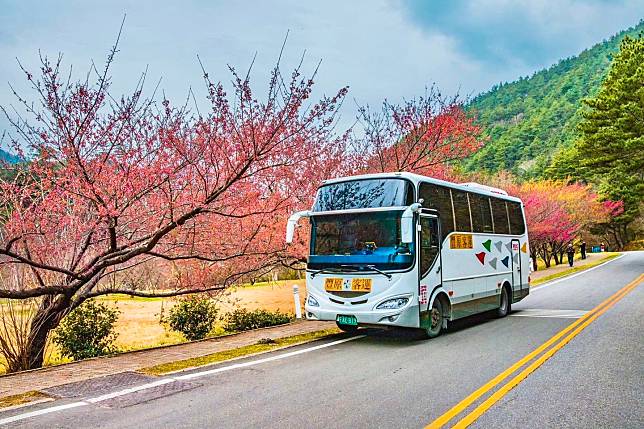 武陵櫻花專車1月9日12時開賣！臺北轉運站APP獨家線上售票