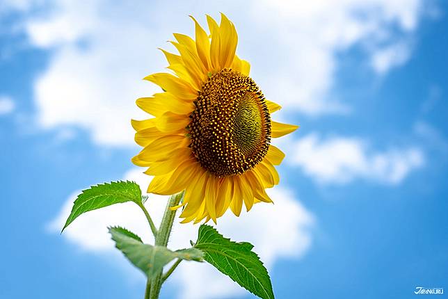 
<p>來到最後，不能缺少的當然是是北海道的向日葵之里。</p><p>
您可以在這裡租一輛自行車在田野裡騎行，裡面還有一個向日葵迷宮，觀景台和其他設施亦可以試用。而且！！附近還有一個高爾夫公園和一個露營地。冬季還有滑雪場。</p><p>

<b>🌻</b>任何時候去也能享受該地區，享受生活！🌻</p><p>

</p><p>

<b><a href=