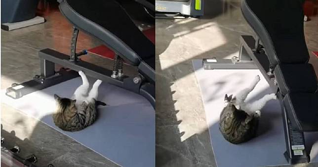 貓咪健身房做仰臥起坐鍛鍊腹肌　網笑：人類還有什麼理由不努力