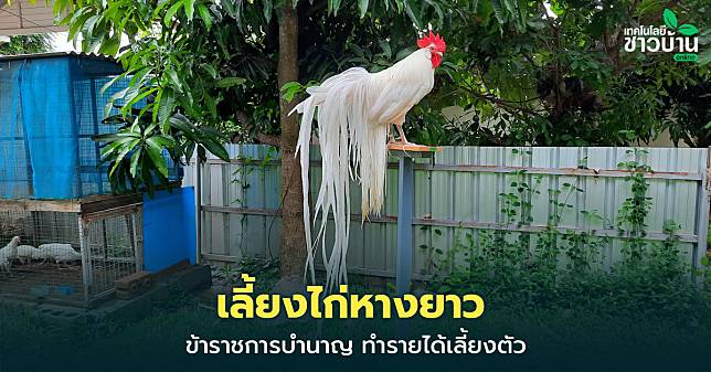 Pic11ไก่หางยาว