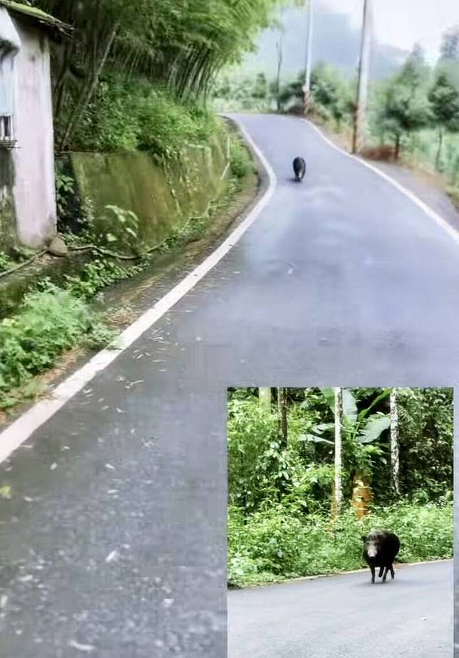 單車騎士在鹿谷秀峰產業道路被山豬猛追。(網友its.pei授權使用)