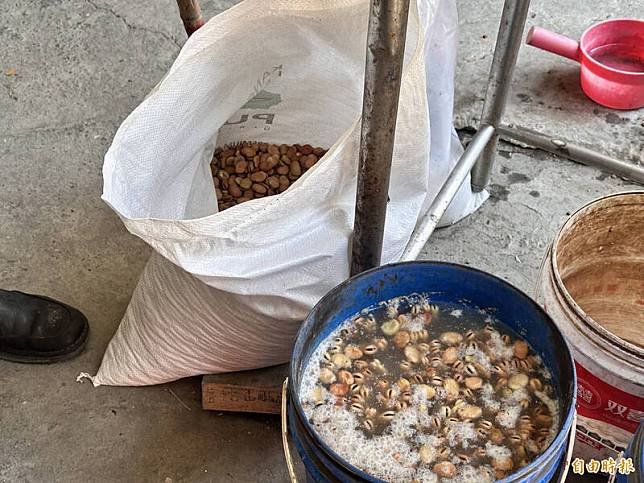 飼養草魚前需要將蠶豆浸泡在水中一天，讓豆子軟化。(記者李文德攝)