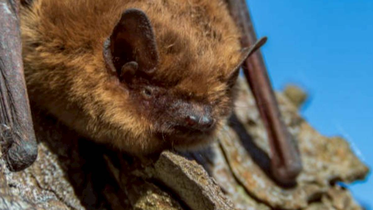 11-Year-Old Boy Dies of Rabies After Bat Contact in Ontario