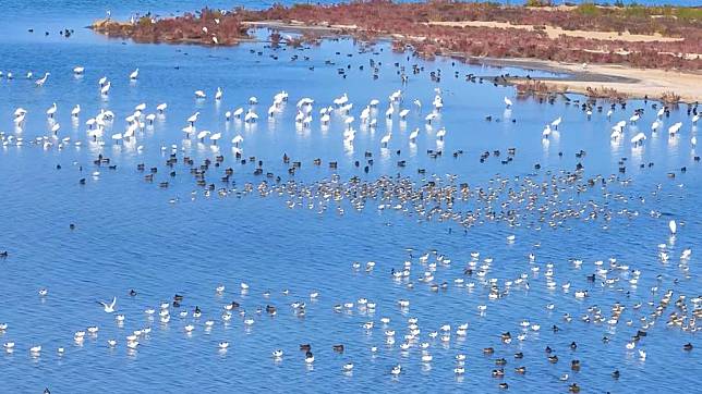 This photo taken on March 1, 2024 shows migratory birds at Nandagang Wetland in Cangzhou City, north China's Hebei Province. (Xinhua)