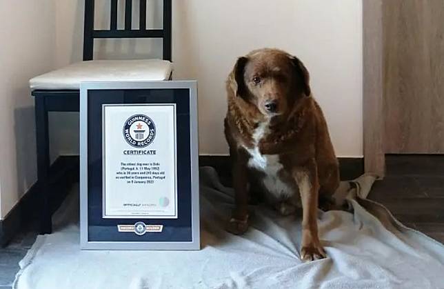 波比獲金氏世界紀錄認證為目前在世最老的狗狗。翻攝金氏世界紀錄官網