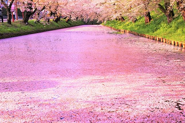 好粉紅的櫻花河！青森弘前公園「花筏」超夢幻