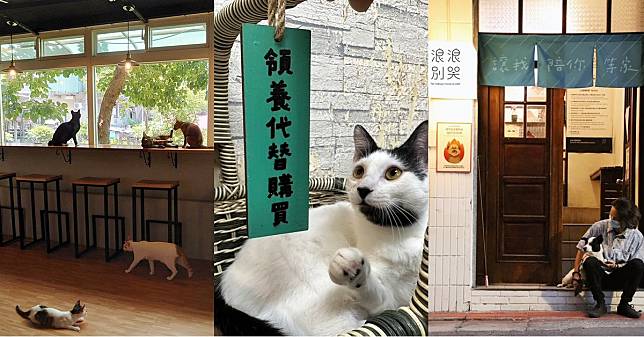 台北6間溫馨「貓咪中途餐廳」推薦！「NUKUNUKUCATCAFE」一窩貓咪超級療癒，準備好被喵星人蹭蹭了嗎？