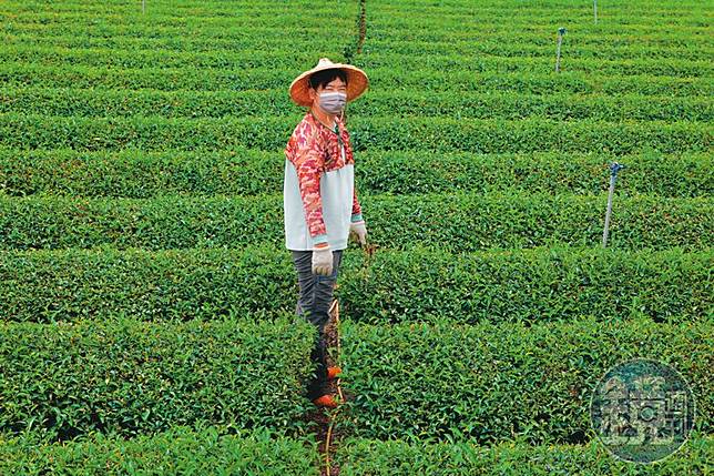 原本在台北外商公司工作的鳳梨哥，2018年回南投種茶。