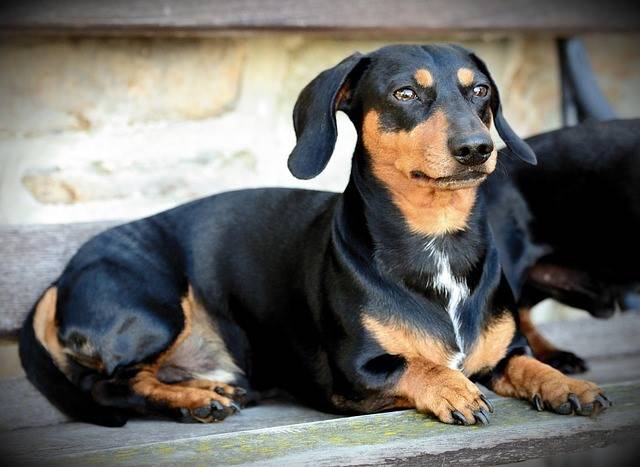 臘腸犬看上的恐龍布偶，顏色和體型居然與自己長得非常相似 (示意圖/Pixabay)