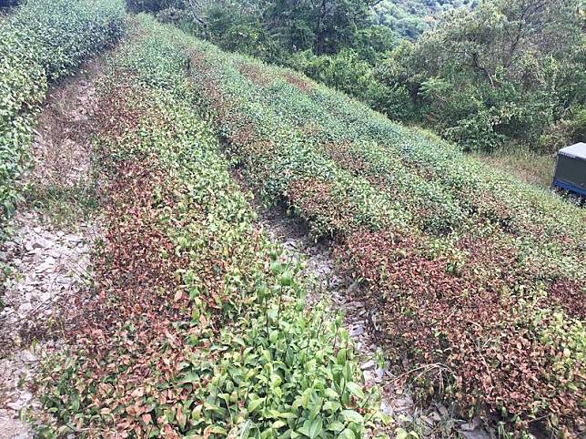 冬山茶農游正福表示，因為水源不足，茶葉枯掉。(圖由正福茶園提供)