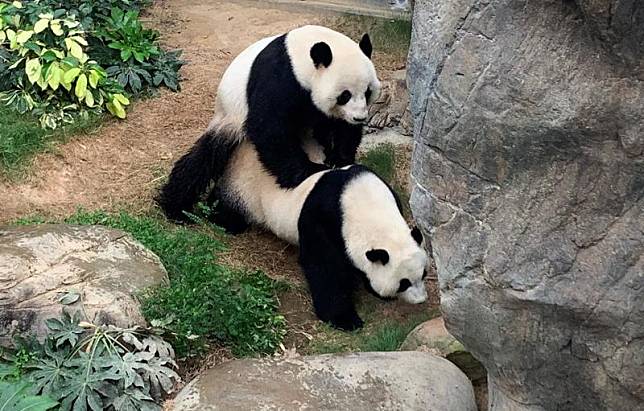 盈盈及樂樂9年來首次成功自然交配  (海洋公園提供)