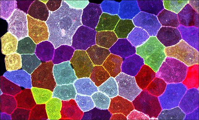 陳振輝團隊透過多顏色活細胞標誌，產生上百種不同顏色來標誌不同的表皮細胞，即時、高解析度追蹤斑馬魚體表所有皮膚細胞的動態行為。(中研院提供)