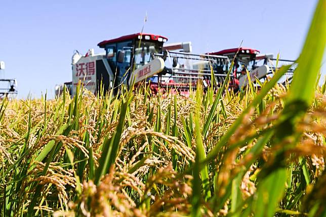 Harvesters work in rice paddies in Fangzheng County, northeast China's Heilongjiang Province, Sept. 22, 2024. (Xinhua/Wang Song)