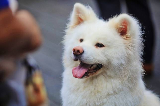 在會場中與秋田犬相遇。