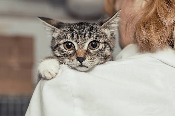 動物療法通常包括經過訓練的治療動物。圖:istockphoto