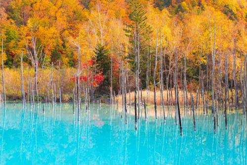 ▲蘋果電腦將青池之美，收錄為預設桌面之一。（圖/shutterstock、百威旅行社）