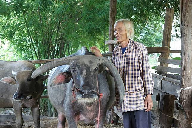 ยโสธรพบชาวบ้านเลี้ยงกระบือมาตั้งแต่จบ ป.4 ซื้อนา สร้างบ้านอยู่แบบพอเพียงอย่างมีความสุข