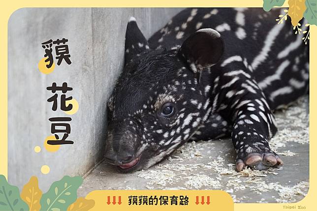 插畫家Cherng提名的「貘花豆」勝出。   圖/台北市立動物園臉書