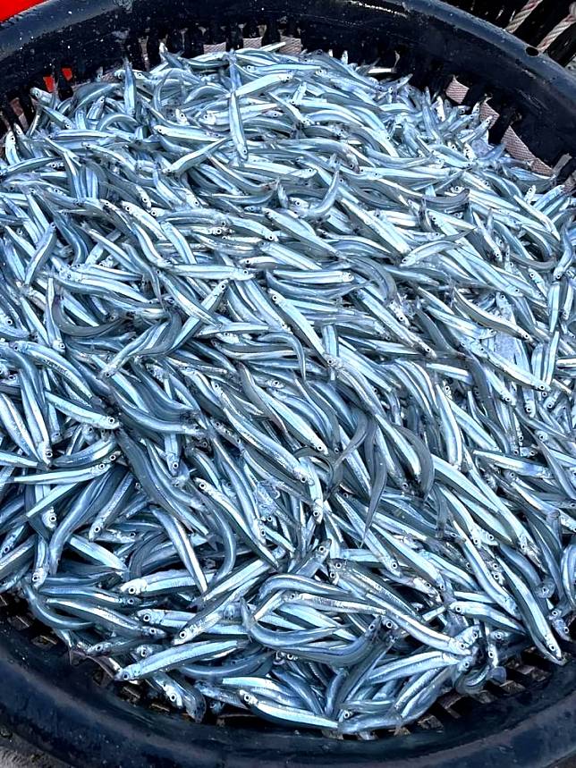 縣府公告丁香魚禁捕期 保護漁業資源