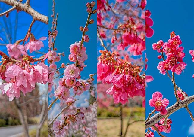 櫻花梅花傻傻分不清