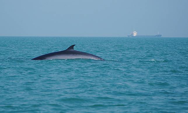 A Bryde's whale swims in waters off Weizhou Island in south China's Guangxi Zhuang Autonomous Region, Jan. 15, 2021. (Xinhua/Tao Xiyi)