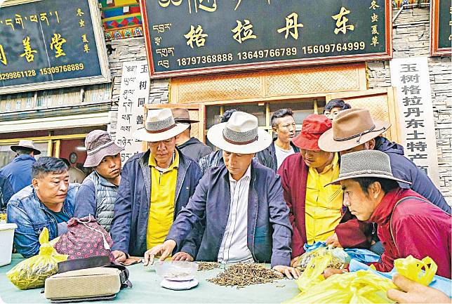 蟲草交易——蟲草交易市場內，每天都有帶着自家採曬蟲草的牧民到蟲草交易市場尋找買家。（單身旅子攝）