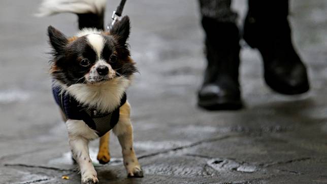 2017年12月11日，義大利羅馬一名婦女在市中心遛狗。示意圖非當事狗。路透社