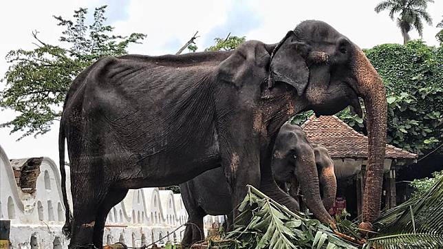 Tikiiri ช้างแก่วัย 70 ปี ผอมโซ แต่ยังคงต้องทำการแสดงในงานเทศกาลที่ศรีลังกา