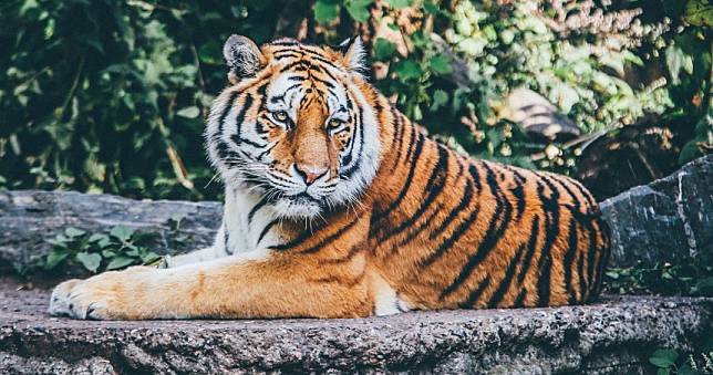 野生動物園販售「虎尿」每瓶價格曝光　園方證實很多人買：外用內服都行