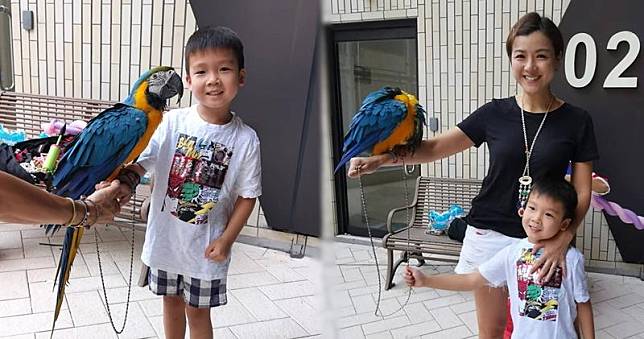 陳茵媺與二仔Nathan跟鸚鵡玩。（陳茵媺Instagram圖片 / 明報製圖）