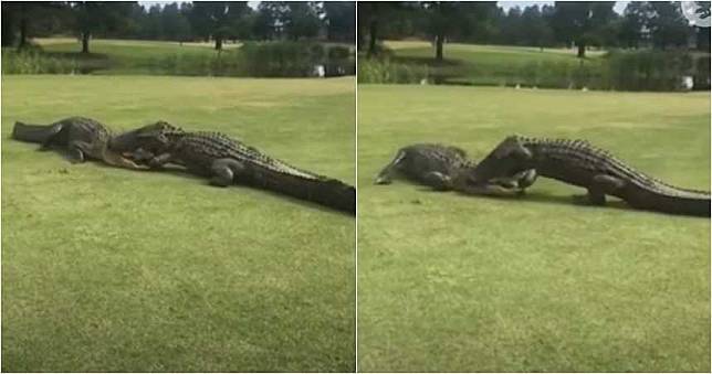 2米長巨鱷互打！　「半個頭被咬住了」搏鬥長達2小時