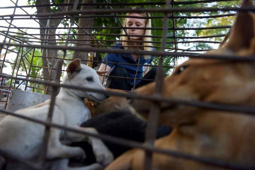 องค์กรโฟร์ พอวส์ รายงานว่า กัมพูชาฆ่าสุนัขปีละ 2 – 3 ล้านตัว ส่งภัตตาคาร TANG CHHIN Sothy / AFP
