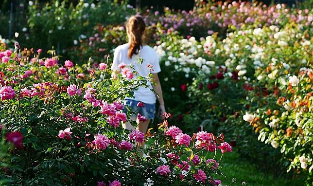 5000朵玫瑰！一起在北台灣最大玫瑰園裡，被浪漫籠罩