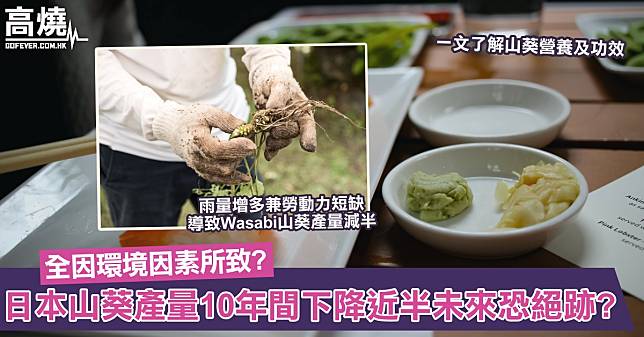 【Wasabi山葵】日本山葵產量10年間下降近半恐絕跡！全因環境因素所致？一文了解山葵營養及功效